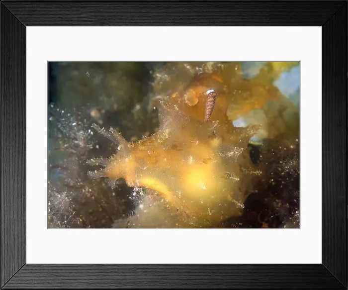 Framed Print : Indian Sea Hare, Notarchus indicus Framed Print : Indian Sea Hare, Notarchus indicus