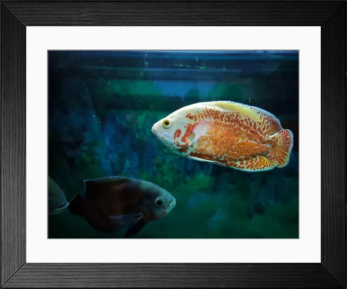 Framed Print : a colorful Astronotus ocellatus fish in aquarium Framed Print : a colorful Astronotus ocellatus fish in aquarium
