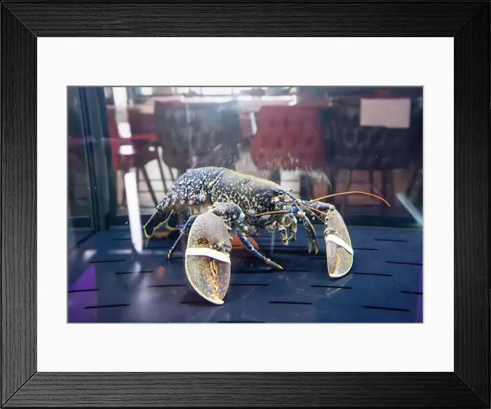 Framed Print : Lobster and crab in aquarium in seafood restaurant Framed Print : Lobster and crab in aquarium in seafood restaurant