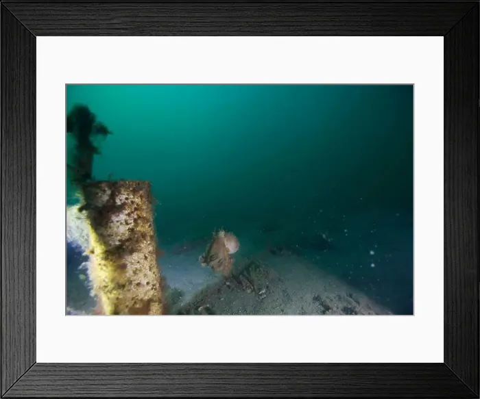 Framed Print : Marine Life of Port Philip bay, Australia Framed Print : Marine Life of Port Philip bay, Australia
