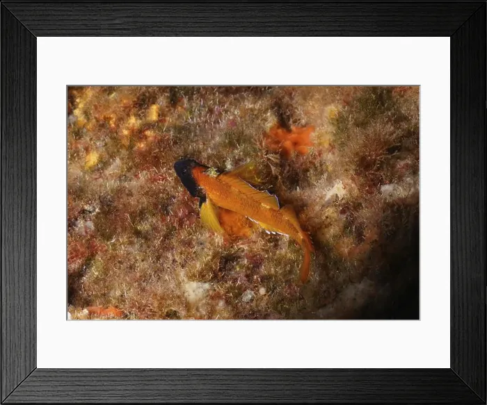 Framed Print : A Black-faced blenny (Tripterygion delaisi) resting on an algae-covered seabed Framed Print : A Black-faced blenny (Tripterygion delaisi) resting on an algae-covered seabed