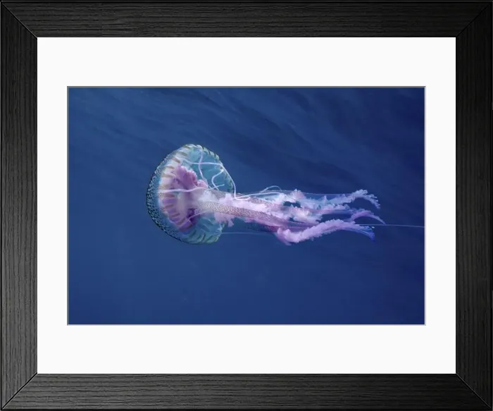 Framed Print : Elegant luminous jellyfish (Pelagia noctiluca) floating in the blue depths of the ocean Framed Print : Elegant luminous jellyfish (Pelagia noctiluca) floating in the blue depths of the ocean