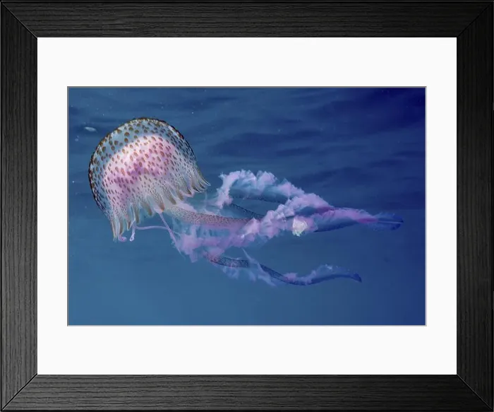 Framed Print : Delicate luminous jellyfish (Pelagia noctiluca) with dotted umbrella moving in the water