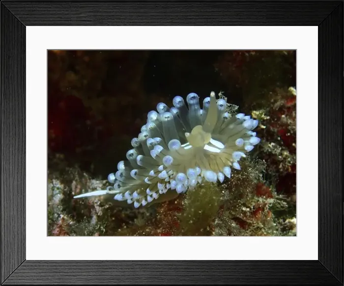 Framed Print : Bright blue Striped Thick-billed Slug (Janolus cristatus) with outstretched tentacles in the sea Framed Print : Bright blue Striped Thick-billed Slug (Janolus cristatus) with outstretched tentacles in the sea