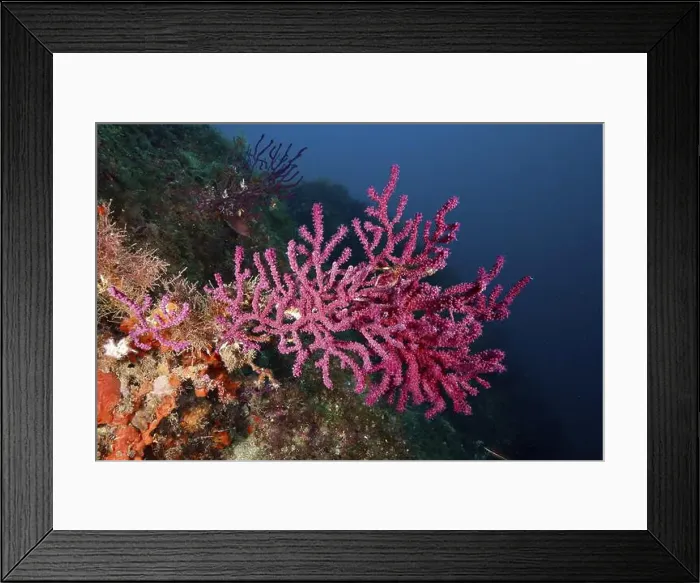 Framed Print : Pink Violescent sea-whip (Paramuricea clavata) on steeply sloping seabed Framed Print : Pink Violescent sea-whip (Paramuricea clavata) on steeply sloping seabed