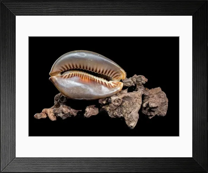 Framed Print : Close-up of a Cypraea caputserpentis seashell resting on rugged driftwood Framed Print : Close-up of a Cypraea caputserpentis seashell resting on rugged driftwood