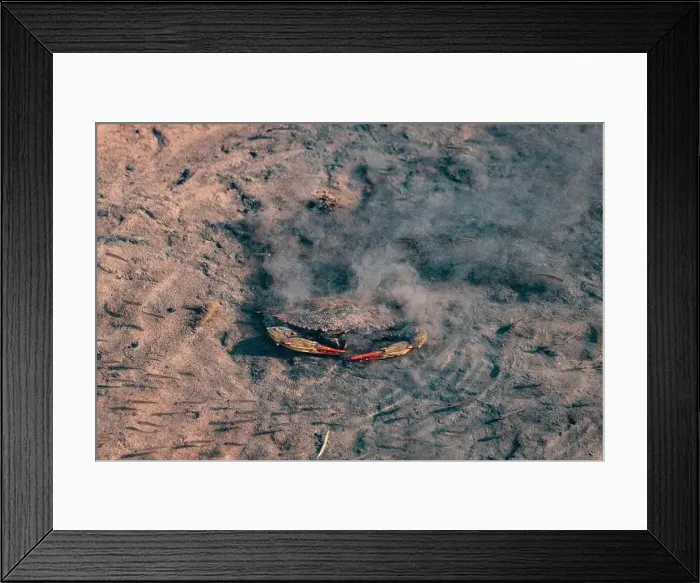 Framed Print : Atlantic blue crab moving in shallow dirty water Framed Print : Atlantic blue crab moving in shallow dirty water