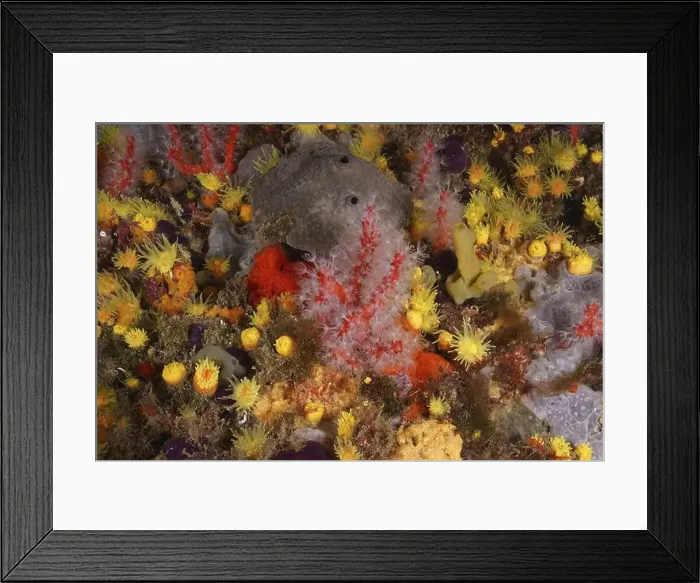 Framed Print : Red and white coral (Corallium rubrum) surrounded by colourful underwater life