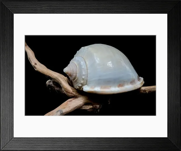 Framed Print : Close-up of a Phalium glaucum seashell placed on weathered driftwood Framed Print : Close-up of a Phalium glaucum seashell placed on weathered driftwood