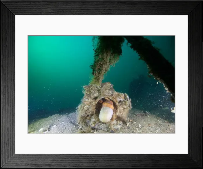 Framed Print : Marine Life of Port Philip bay, Australia Framed Print : Marine Life of Port Philip bay, Australia