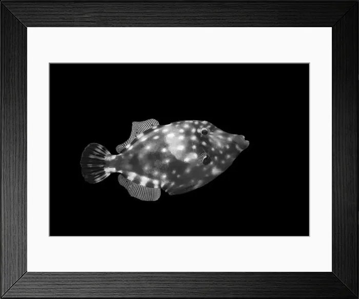 Framed Print : A striking black and white photograph of a uniquely patterned fish in profile against a dark background Framed Print : A striking black and white photograph of a uniquely patterned fish in profile against a dark background