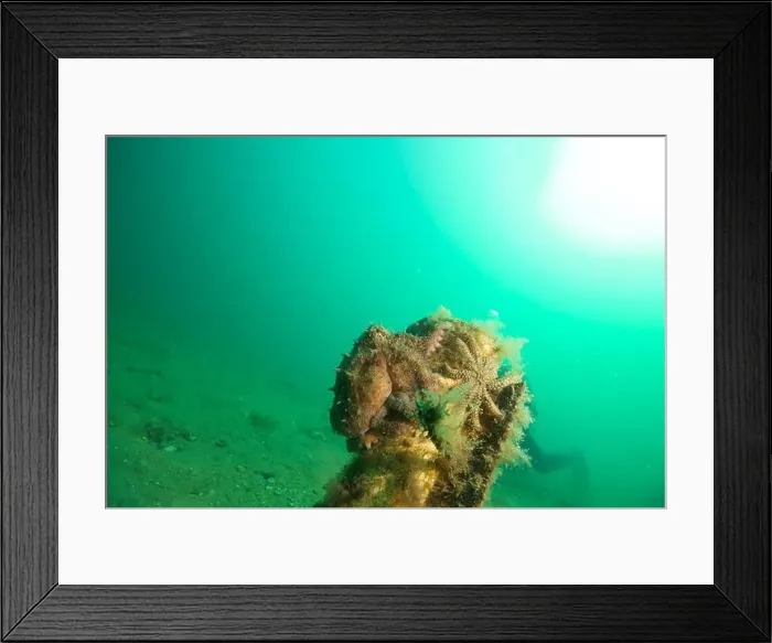 Framed Print : Marine Life of Port Philip bay, Australia Framed Print : Marine Life of Port Philip bay, Australia
