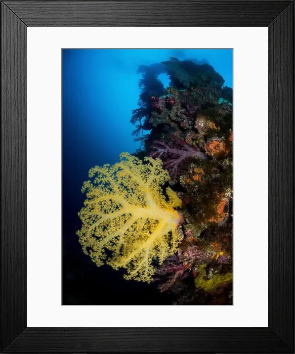 Framed Print : Large yellow Dendronephthya soft coral growing on the Sankisan Maru wreck, Micronesia Framed Print : Large yellow Dendronephthya soft coral growing on the Sankisan Maru wreck, Micronesia