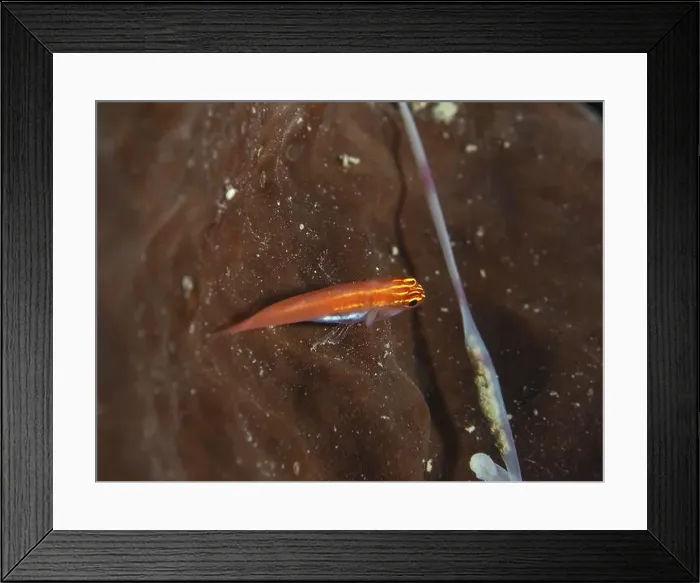 Framed Print : A small red black-bellied goby (Eviota atriventris) on a brown surface under water Framed Print : A small red black-bellied goby (Eviota atriventris) on a brown surface under water