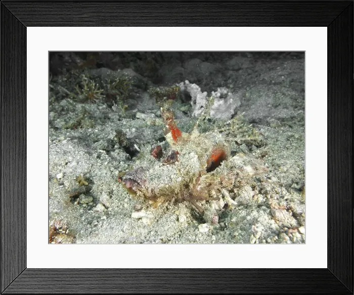 Framed Print : Camouflaged fish, Spiny Devilfish (Inimicus didactylus) Framed Print : Camouflaged fish, Spiny Devilfish (Inimicus didactylus)