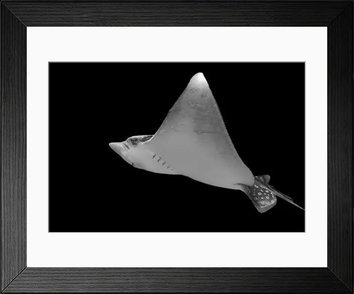 Framed Print : A striking black Framed Print : A striking black