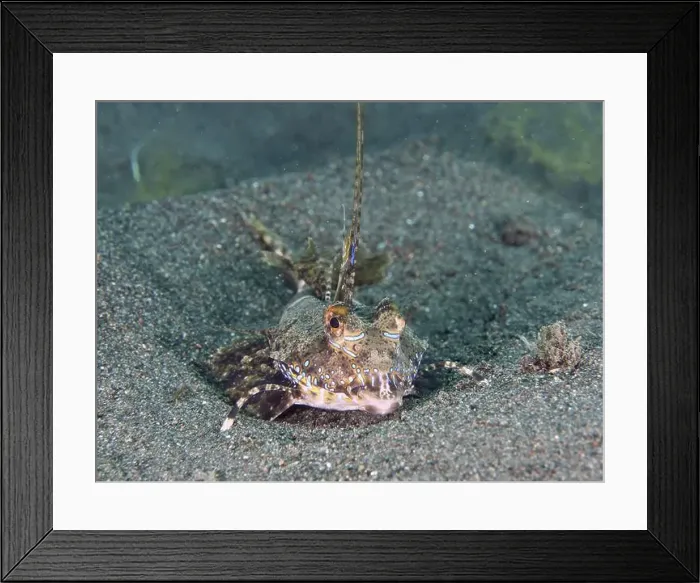 Framed Print : A well camouflaged finger lyrefish