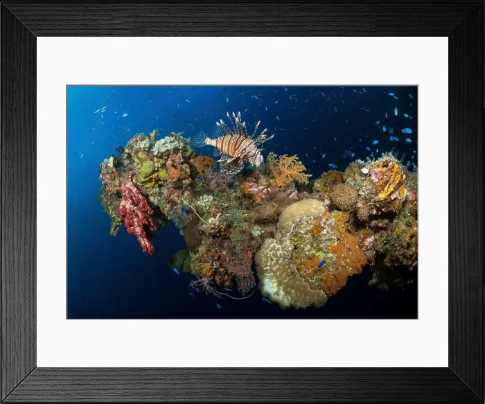 Framed Print : Blue anthias, lionfish and marine life growing on the Yamagiri Maru wreck, Truk Lagoon, Micronesia Framed Print : Blue anthias, lionfish and marine life growing on the Yamagiri Maru wreck, Truk Lagoon, Micronesia