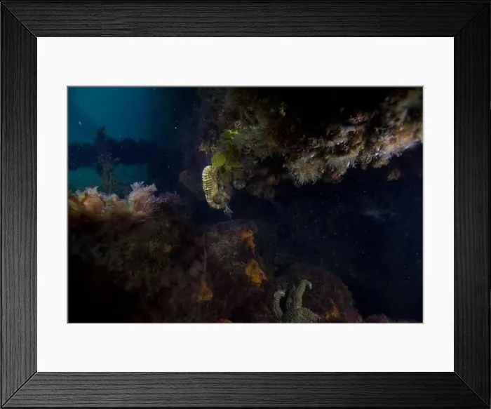 Framed Print : Marine Life of Port Philip bay, Australia Framed Print : Marine Life of Port Philip bay, Australia