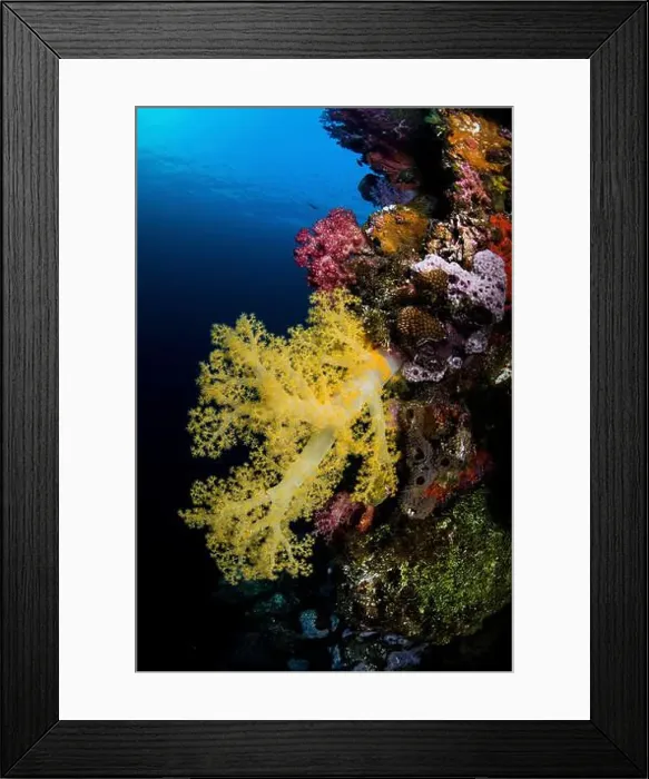 Framed Print : Large yellow Dendronephthya soft coral growing on the Sankisan Maru wreck, Micronesia Framed Print : Large yellow Dendronephthya soft coral growing on the Sankisan Maru wreck, Micronesia
