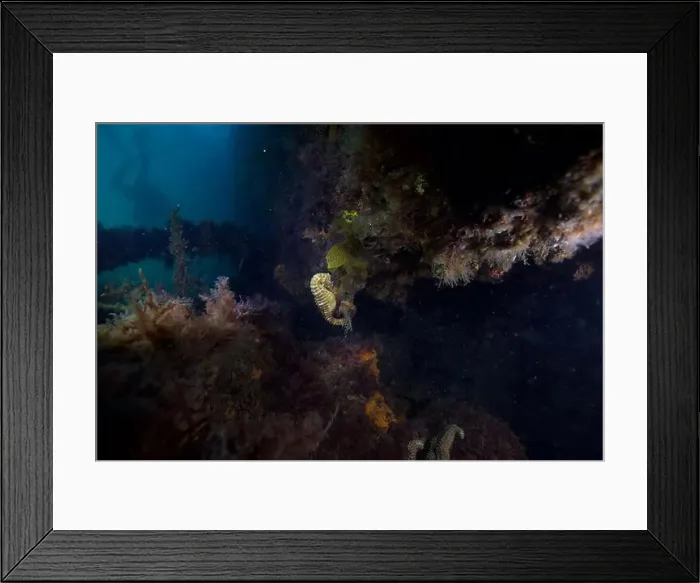 Framed Print : Marine Life of Port Philip bay, Australia Framed Print : Marine Life of Port Philip bay, Australia