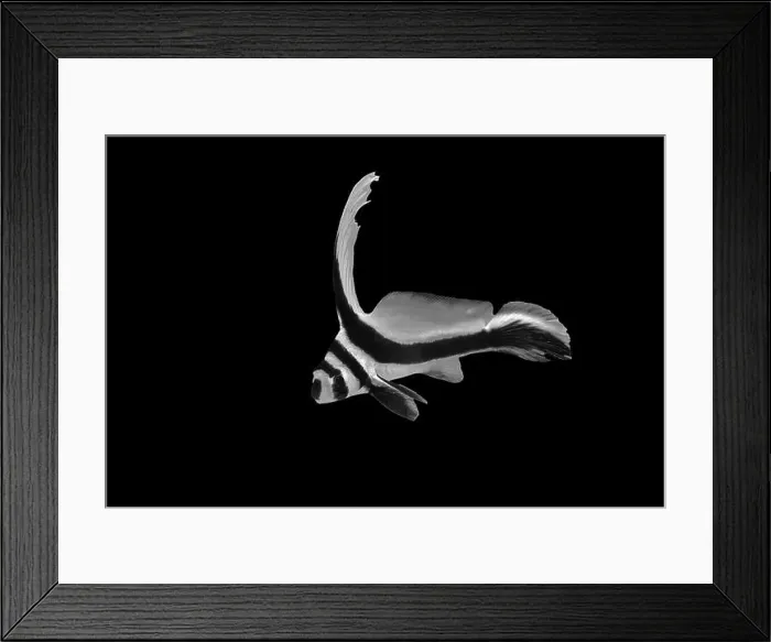 Framed Print : A striking black and white fish with elegant fins swims gracefully against a dark background Framed Print : A striking black and white fish with elegant fins swims gracefully against a dark background