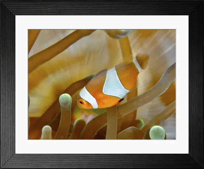 Framed Print : An Ocellaris Clownfish (Amphiprion ocellaris) Framed Print : An Ocellaris Clownfish (Amphiprion ocellaris)