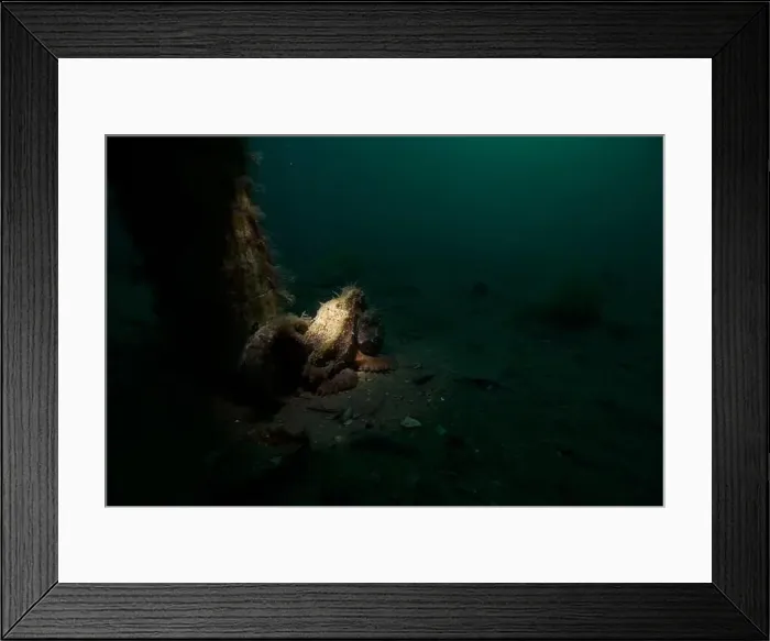 Framed Print : Marine Life of Port Philip bay, Australia Framed Print : Marine Life of Port Philip bay, Australia