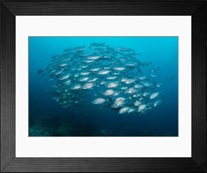Framed Print : Diver almost concealed by a compact school of silver trevally, Raja Ampat, Indonesia Framed Print : Diver almost concealed by a compact school of silver trevally, Raja Ampat, Indonesia