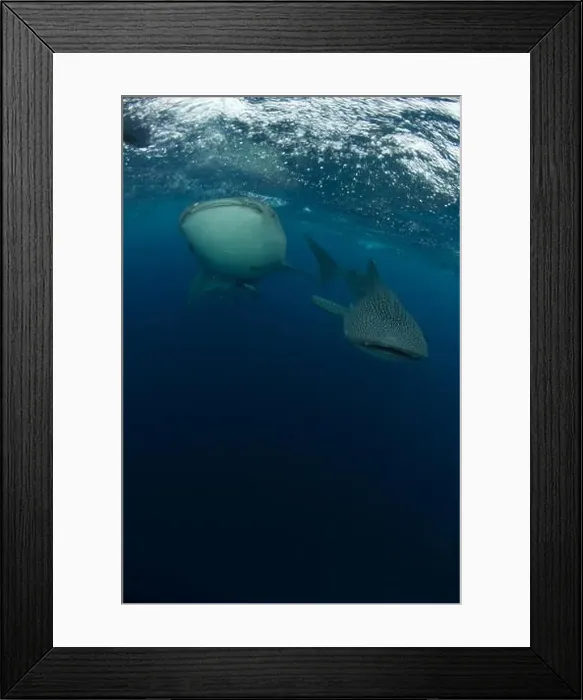 Framed Print : Pair of whale sharks (Rhincodon typus) swimming near the surface, Cenderawasih Bay, Indonesia Framed Print : Pair of whale sharks (Rhincodon typus) swimming near the surface, Cenderawasih Bay, Indonesia