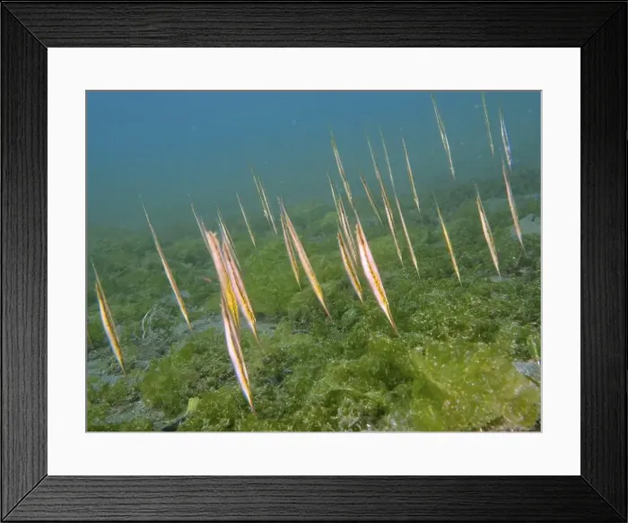 Framed Print : A group of slender fish, jointed razorfish Framed Print : A group of slender fish, jointed razorfish