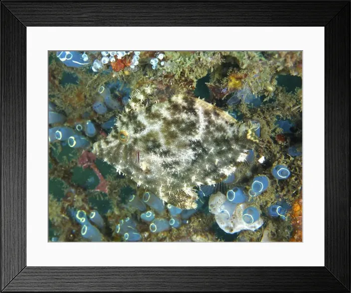 Framed Print : Camouflaged seagrass filefish (Acreichthys tomentosus) moves in a colourful environment with sea squirts Framed Print : Camouflaged seagrass filefish (Acreichthys tomentosus) moves in a colourful environment with sea squirts