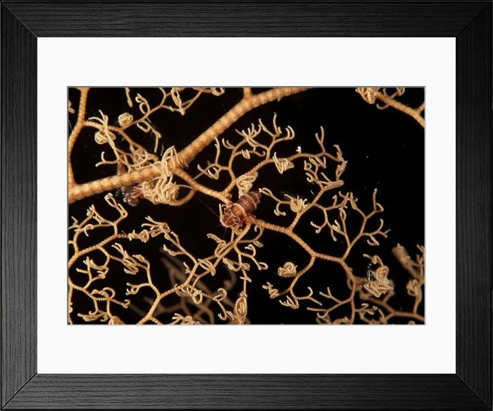 Framed Print : Pair of buumblebee shrimps on a basket star, Raja Ampat, Indonesia Framed Print : Pair of buumblebee shrimps on a basket star, Raja Ampat, Indonesia