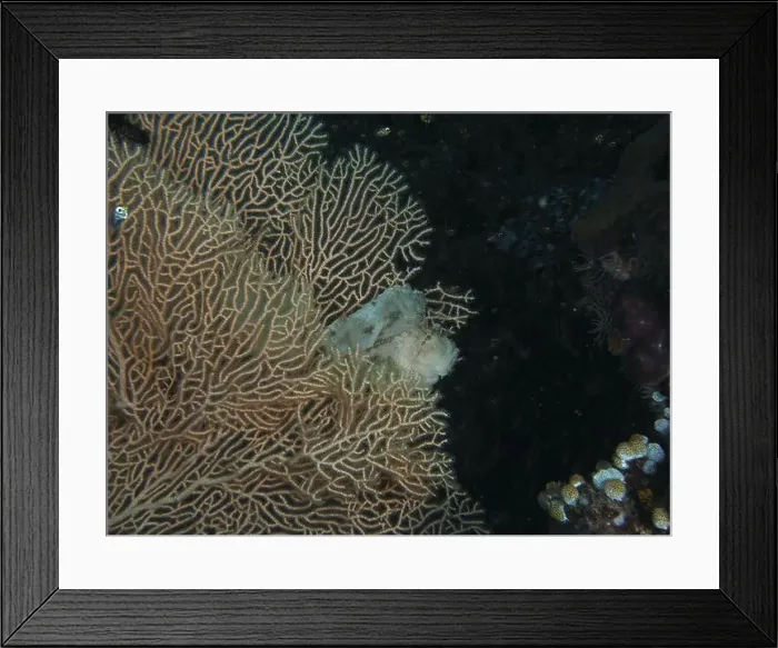 Framed Print : A well camouflaged rocking fish (Taenianotus triacanthus) is hidden between branching corals Framed Print : A well camouflaged rocking fish (Taenianotus triacanthus) is hidden between branching corals