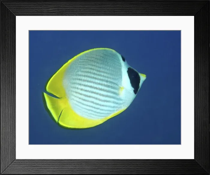 Framed Print : An oval Panda butterflyfish (Chaetodon adiergastos) with yellow and black colours swimming through the water Framed Print : An oval Panda butterflyfish (Chaetodon adiergastos) with yellow and black colours swimming through the water