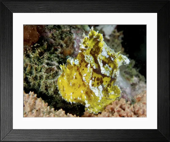 Framed Print : A yellow rocking fish (Taenianotus triacanthus) with camouflage pattern moves through corals Framed Print : A yellow rocking fish (Taenianotus triacanthus) with camouflage pattern moves through corals
