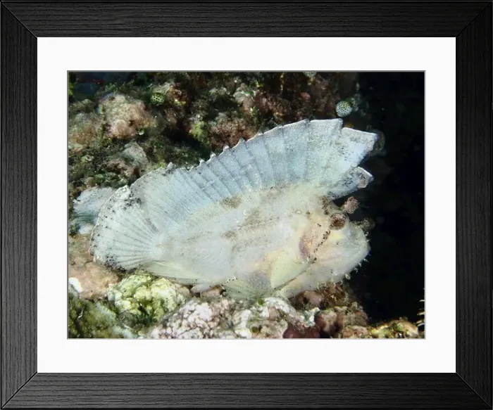 Framed Print : White rocking fish (Taenianotus triacanthus) Framed Print : White rocking fish (Taenianotus triacanthus)