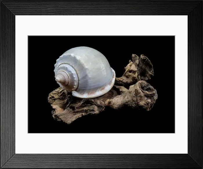 Framed Print : Phalium glaucum shell on driftwood black background Framed Print : Phalium glaucum shell on driftwood black background