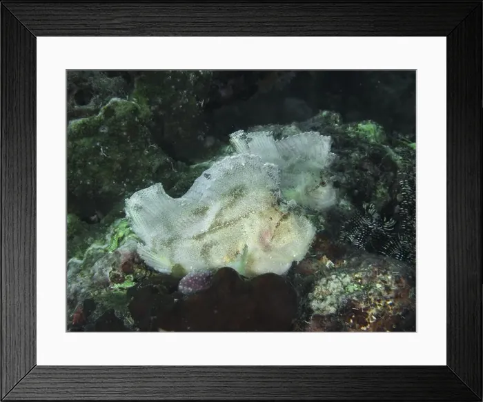 Framed Print : White rocking fish (Taenianotus triacanthus) on a coral reef Framed Print : White rocking fish (Taenianotus triacanthus) on a coral reef