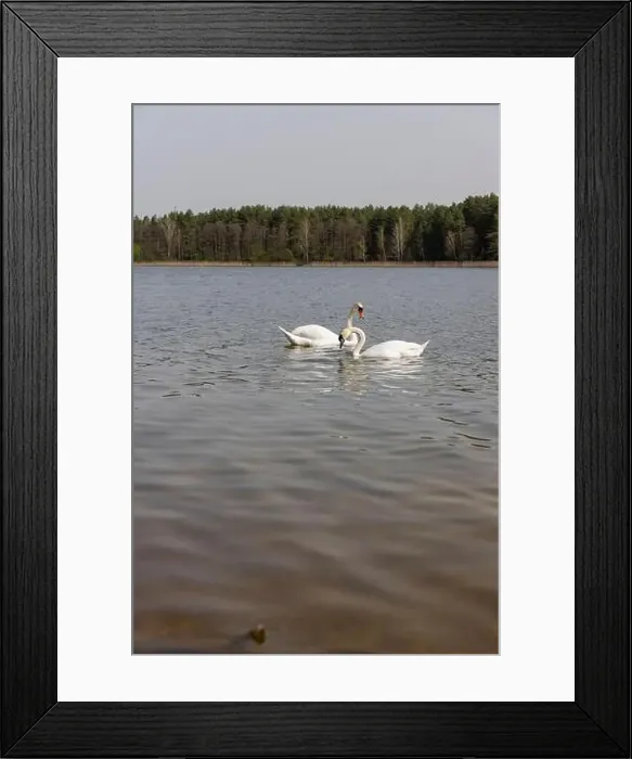 Framed Print : swans feed in the lake, a pair of white swans look for food underwater in the lake Framed Print : swans feed in the lake, a pair of white swans look for food underwater in the lake
