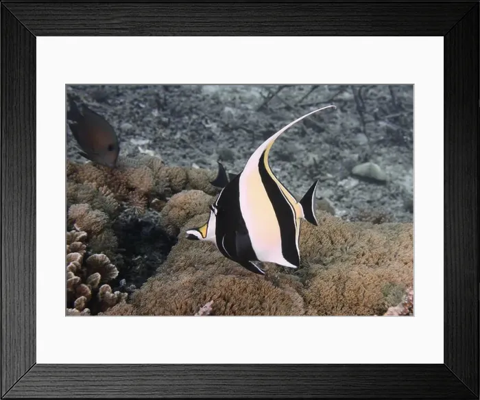 Framed Print : A striped halterfish (Zanclus cornutus) swimming over corals on the seabed Framed Print : A striped halterfish (Zanclus cornutus) swimming over corals on the seabed