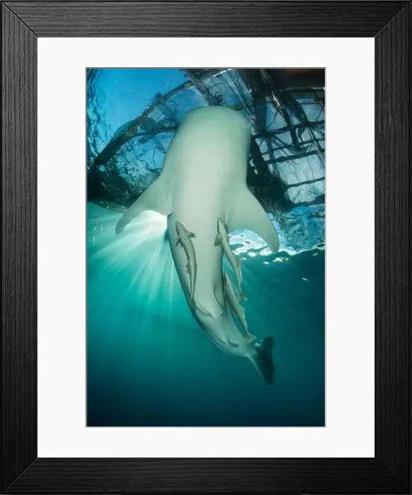 Framed Print : Belly of a whale shark (Rhincodon typus) with remora, near the surface under a bagan, Cenderawasih Bay, Indonesia Framed Print : Belly of a whale shark (Rhincodon typus) with remora, near the surface under a bagan, Cenderawasih Bay, Indonesia