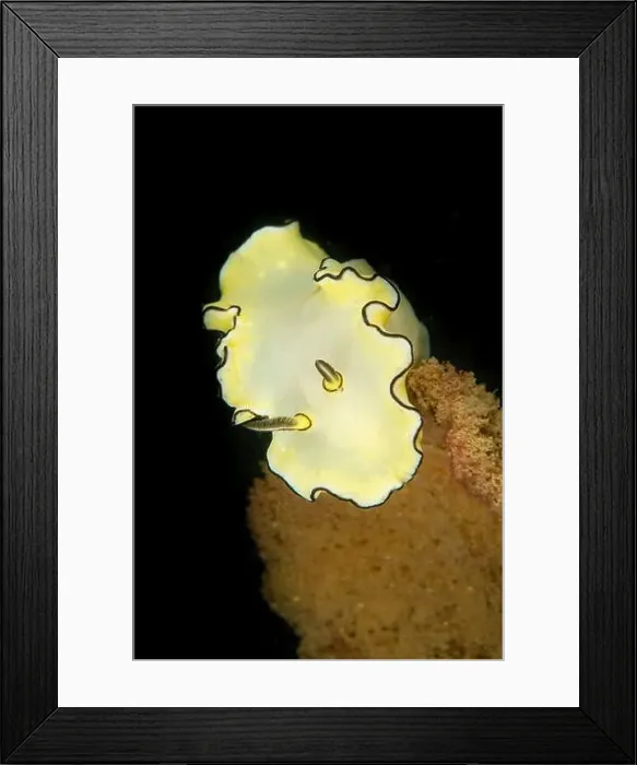 Framed Print : Black-margined nudibranch (Doriprismatica atromarginata), Pulau Hantu, Singapore Framed Print : Black-margined nudibranch (Doriprismatica atromarginata), Pulau Hantu, Singapore