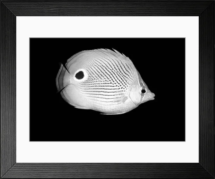 Framed Print : A detailed, high-contrast image of a black and white fish Framed Print : A detailed, high-contrast image of a black and white fish