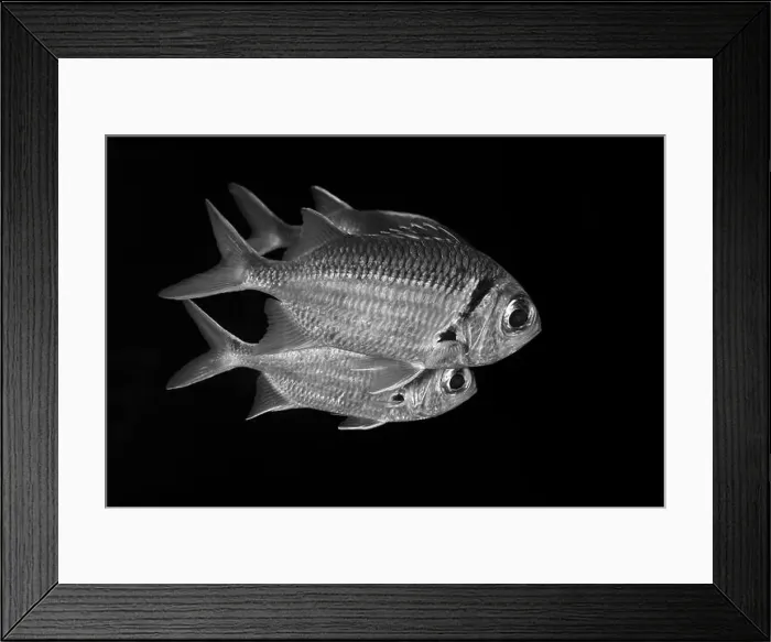 Framed Print : A captivating black and white image of fish swimming gracefully in the dark The fine details of their scales Framed Print : A captivating black and white image of fish swimming gracefully in the dark The fine details of their scales