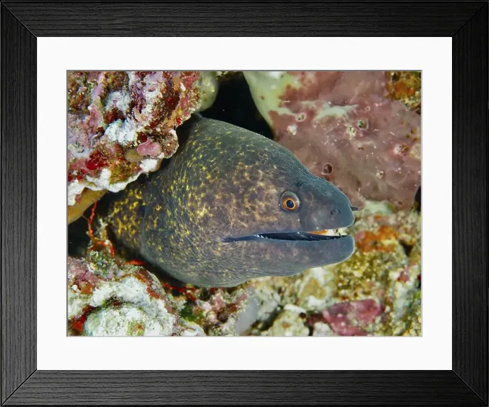 Framed Print : Sooty moray eel (Gymnothorax flavimarginatus) with open mouth hiding in the reef Framed Print : Sooty moray eel (Gymnothorax flavimarginatus) with open mouth hiding in the reef
