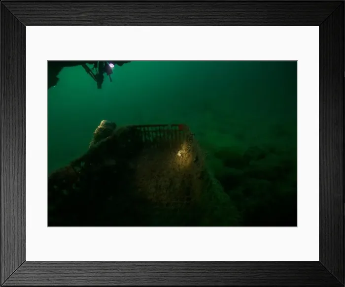 Framed Print : Marine Life of Port Philip bay, Australia Framed Print : Marine Life of Port Philip bay, Australia