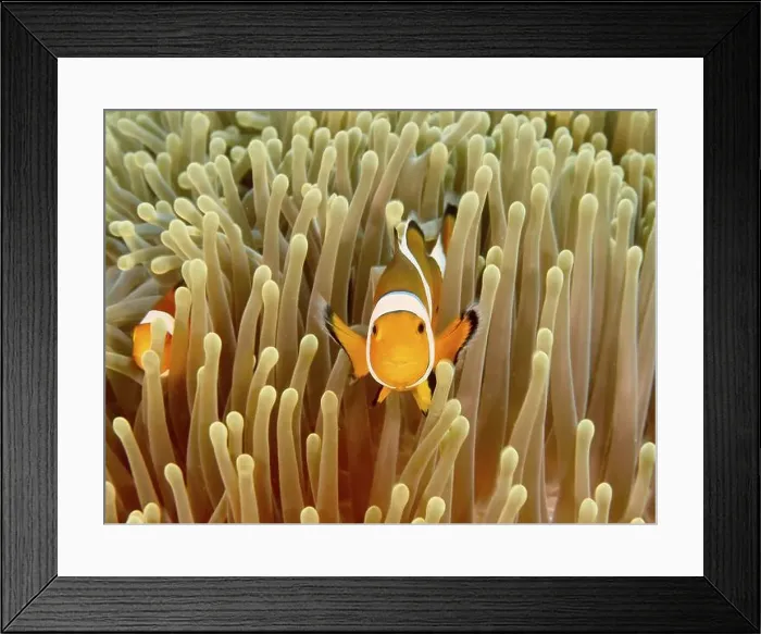 Framed Print : Two Ocellaris Clownfish (Amphiprion ocellaris) Framed Print : Two Ocellaris Clownfish (Amphiprion ocellaris)