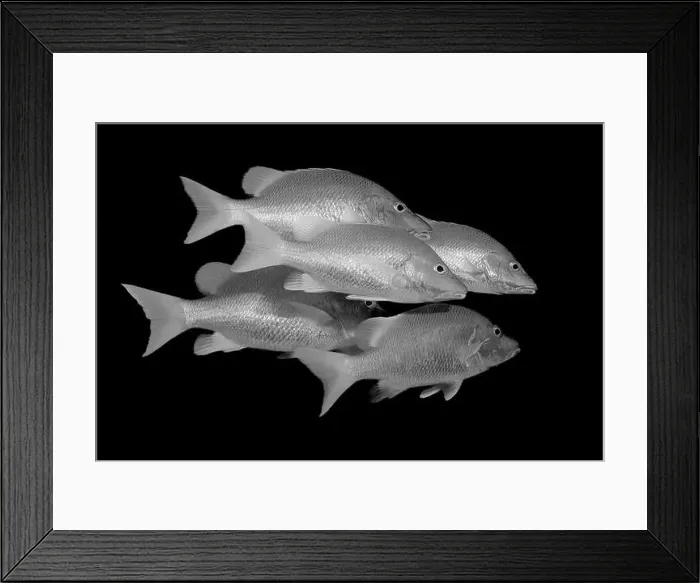 Framed Print : A captivating black and white image of a group of fish swimming in synchronized formation against a dark background Framed Print : A captivating black and white image of a group of fish swimming in synchronized formation against a dark background