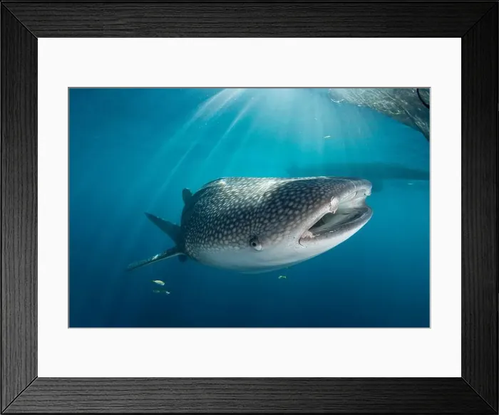 Framed Print : Whale shark (Rhincodon typus) swimming near the surface, Cenderawasih Bay, Indonesia
